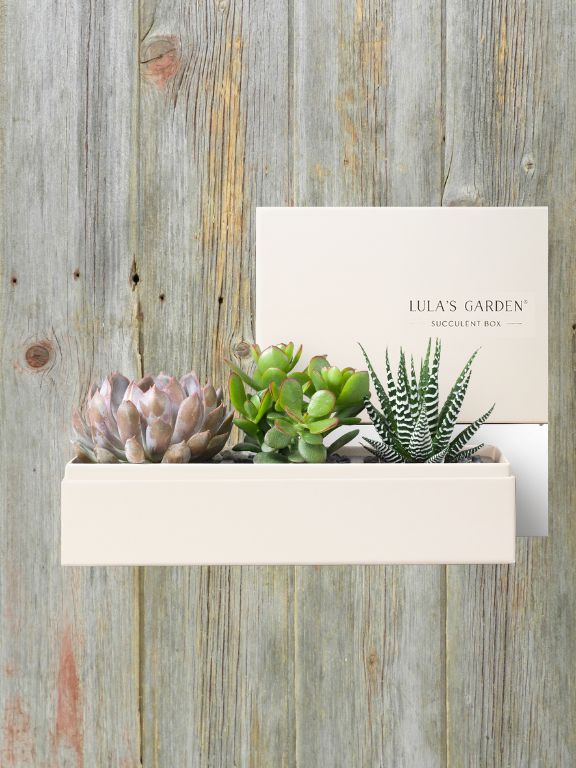 LULAS GARDEN VERDANT SUCCULENT PLANT GARDEN
